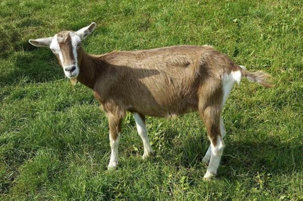 Goat