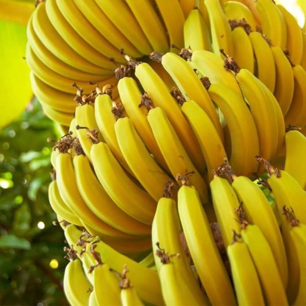 Hill Banana Nendran