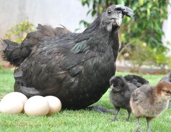 Kadaknath Eggs