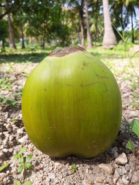 Tender Coconut
